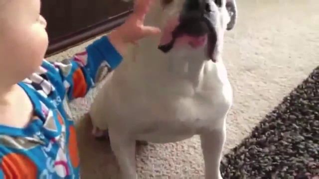 Очень смешные собаки! Смеялся до слез смешные собаки смотреть онлайн