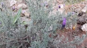 Lavandula stoechas – grow & care (French lavender)