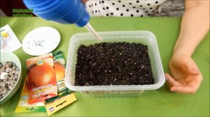 Выращивание Лука Эксибишен на Рассаду. Советы