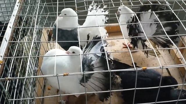 Птичий рынок в г. Пятигорск 2021 год. Часть 1 смотреть онлайн