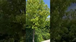 Как растёт камфора? Вот так!