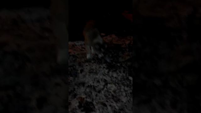 Алабай смотреть онлайн