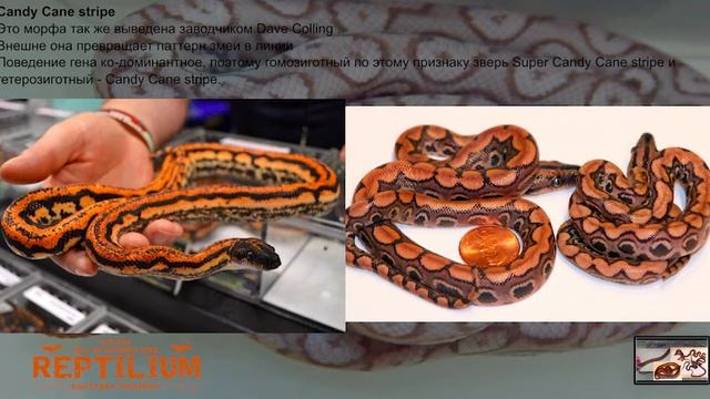 Все цвета радуги Морфы и генетика радужных удавов смотреть онлайн
