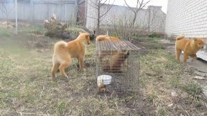 Первое знакомство щенков карело-финской лайки с куницей