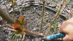 весенняя обрезка роз группы шраб