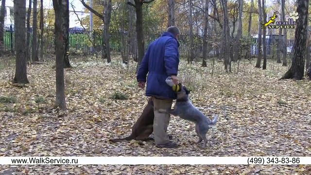 Дрессировка собак, команда рядом, зачем задирать собаке голову вверх смотреть онлайн