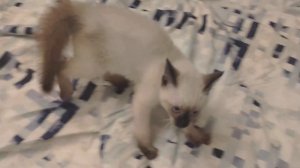 Сиамский котёнок.Злая киса?