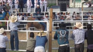 Toros en Alvaro Obregon Mich