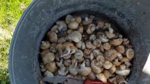 Весенние грибы 2023года. Рядовка майская, синяя ножка, луговые опята. где растут и как выглядят.