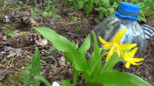 Кандык туолумнийский (Erythronium tuolumnense)