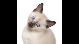 #1Немного о сиамских кошках
