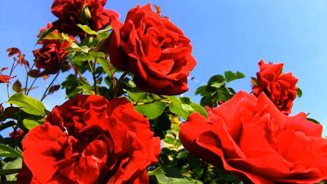 Слушать хорошую новинку про любовь онлайн смотреть онлайн