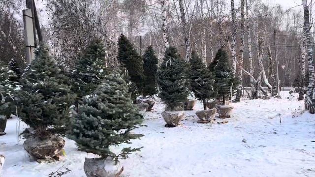 Голубые Ели - Крупномер - Обзор Торговой Площадки на 27 ноября 2023г #голубая #ельновогодняя #ель
