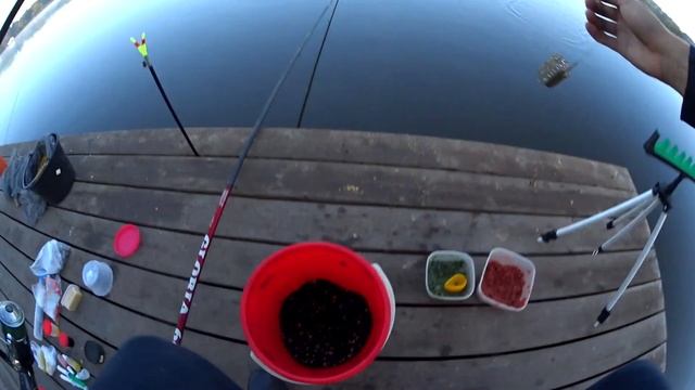 Рыбалка на базе "Стадион" Курск. Ловля карпа на удочку. Поклевки карпа и карася крупным планом #1 смотреть онлайн