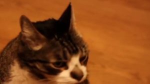 Кот Сидор умеет говорить "мама"