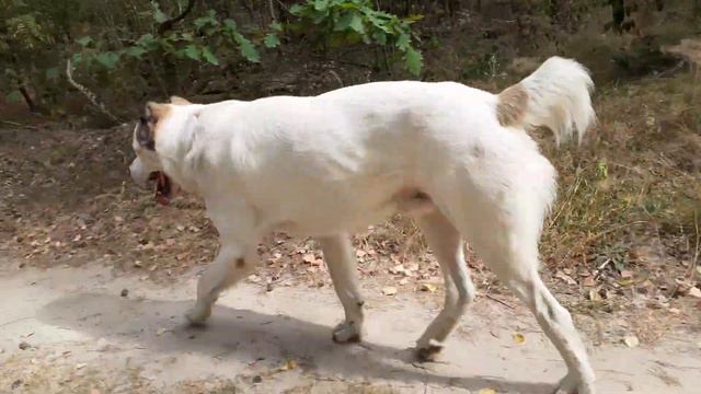 04.09.23 Алабай Булат нашел муравейник в лесу смотреть онлайн