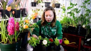 Чем подкормить петунию? Подкормка петунии в первый раз. Когда и как подкармливать?