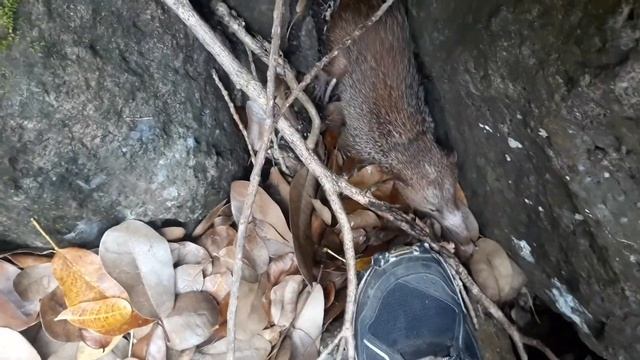 Tenrec (Тенрек) @ Lion Mountain, Mauritius