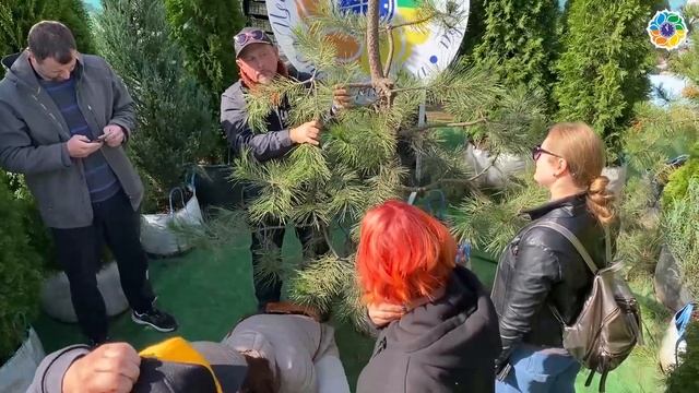 Ниваки как образ жизни. Часть 1. Первичное формирование смотреть онлайн