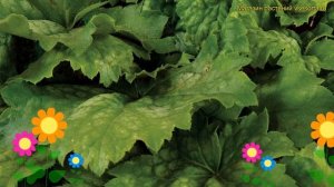 Гейхера гибридная Грин Тиа. Краткий обзор, описание характеристик heuchera Green Tea