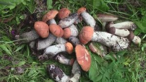 Тихая охота. Прекрасные красные. Часть 1