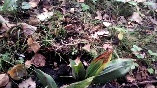 Посадка ландышей смотреть онлайн