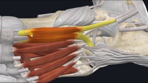 Короткий сгибатель большого пальца стопы (m. flexor hallucis brevis) 3D Анатомия