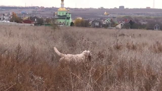 Натаска-золотистый ретривер Самба, 1,9 года смотреть онлайн