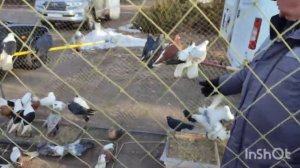 ВЫСТАВКА-ЯРМАРКА ГОЛУБЕЙ,ГОРОД ЕНАКИЕВО!2024!