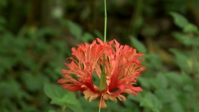 Real Love (OSHO Meditation Minutes) смотреть онлайн