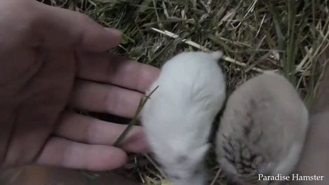 Paradise Hamster "T"