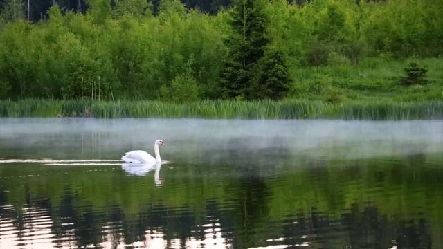 А рюмка водки на столе а белый лебедь на пруду