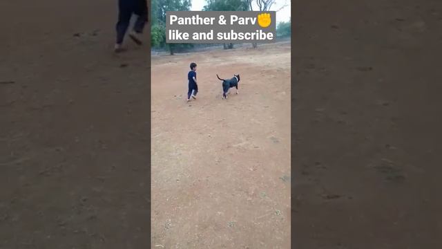 #panther #pitbull playing with parv