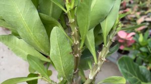 Common Problems With Crown of Thorns - Crown Of Thorns Plant Care - (Euphorbia Milii)