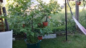 Лесные кактусы.Цветение разных эпифиллумов.