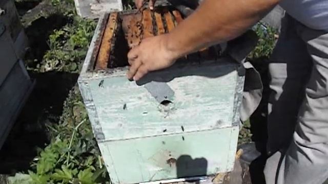 что такое контрольный сот в пчеловодстве и для чего он нужен