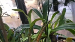 PAPHIOPEDILUM ORCHIDS ARE EASY TO GROW #CareCollab #Paphiopedilumculture