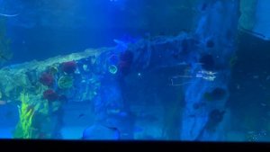 Океанариум Лотте Ворлд/Lotte World Aquarium
