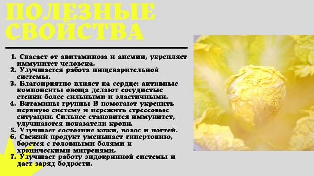 Пекинская капуста. Польза и вред. Полезные свойства пекинской капусты.