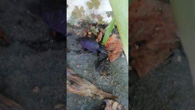 Miracle of Violet color - Beetle Ground beetle, hunter athlete Crimea Жук Жужелица полуостров Крым