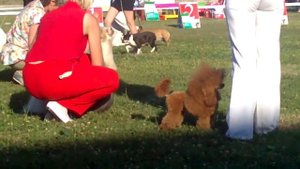 Международная выставка собак Декоративные комнатные (International Dog Show)
