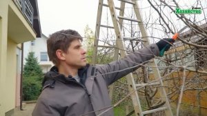 Как правильно обрезать яблоню белый налив? Видео для начинающих