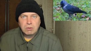 КАКАЯ ИСТОРИЯ ПРОИЗОШЛА СО МНОЙ — ПТИЦА ГАЛКА