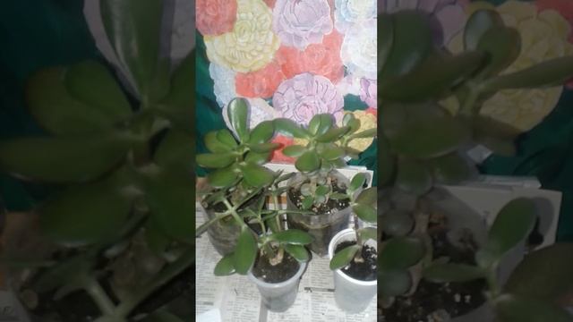 Уход за денежным деревом, она же толстянка или крассула овата.