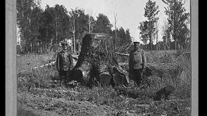 Где деревья старше 200 лет? ДоПОТОПные леса