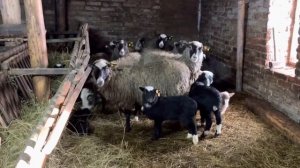 Биркуем молодое пополнение ягнят 2023 год