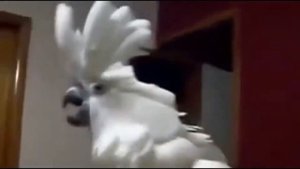 Смешные какаду.