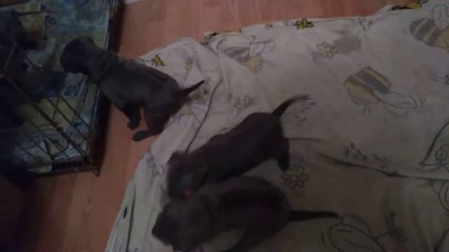 Бесятся перед сном смотреть онлайн