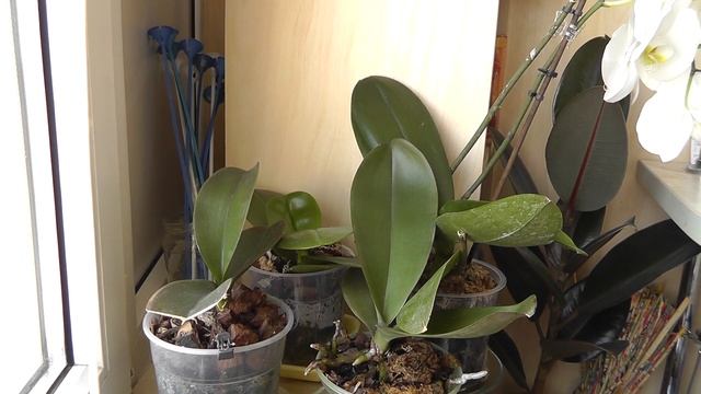 что делать с щитовкой на орхидее? Как бороться с вредителями? смотреть онлайн