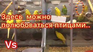 ЗООМАГАЗИН «ЧЕТЫРЕ ЛАПЫ». Обзор.